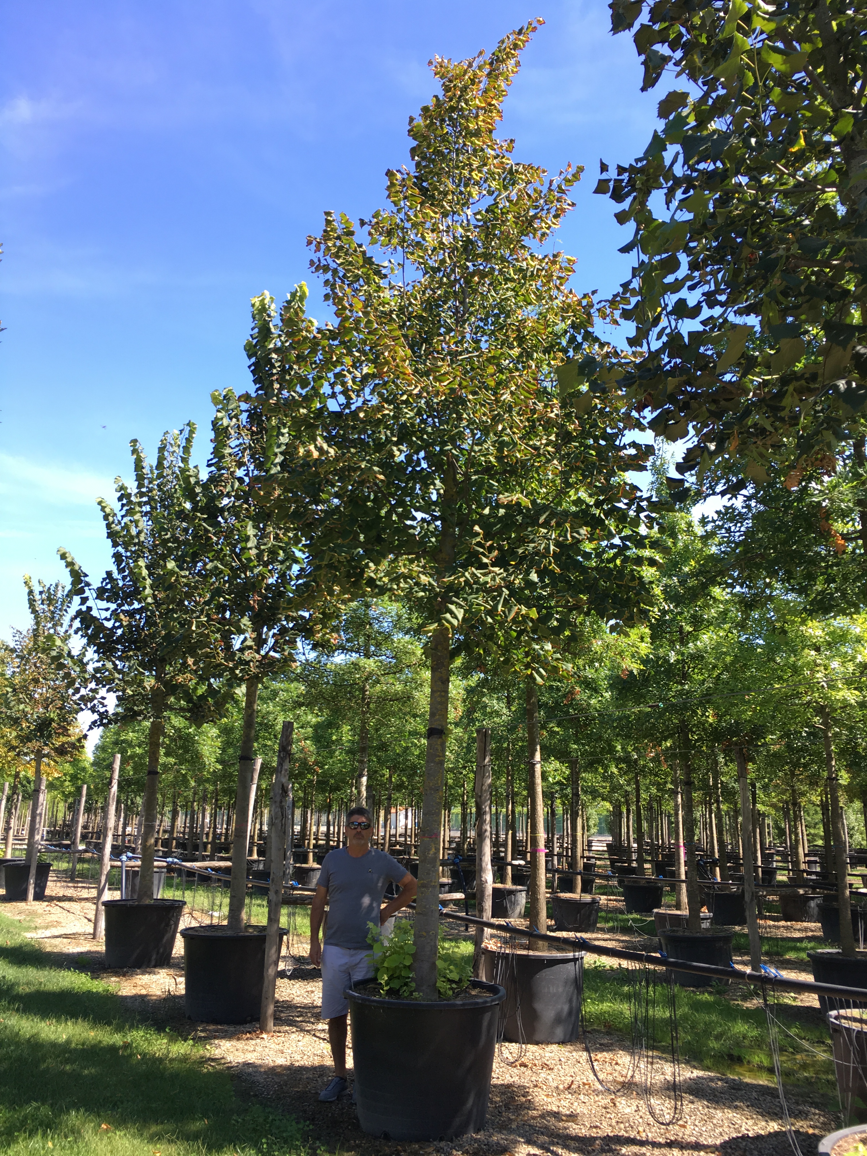 Tilleul d'Amérique - Tilia americana - Le Jardin du Pic Vert